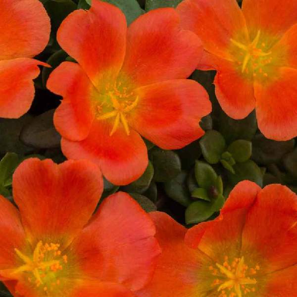 Portulaca SeaGlass Tangerine
