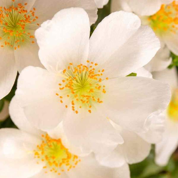 Portulaca SeaGlass White Imp
