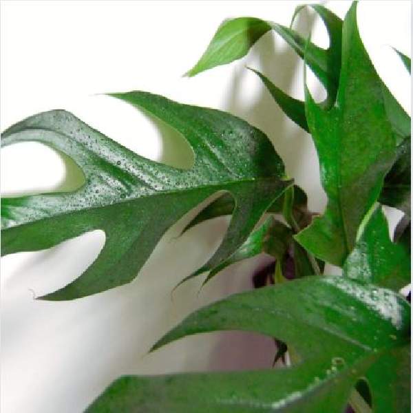 Pothos
