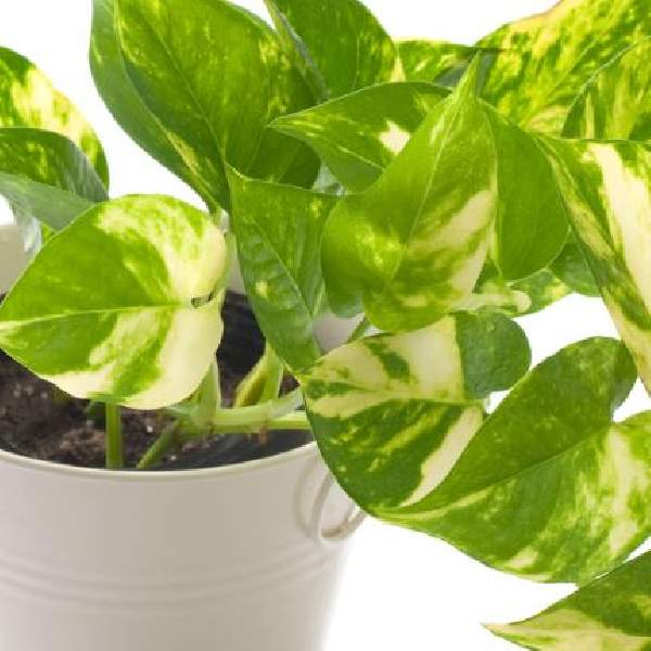Pothos Golden