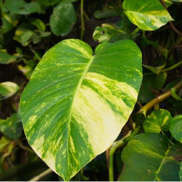 Pothos Hawaiian