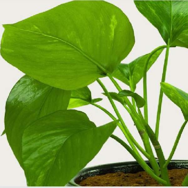 Pothos Jade Regular