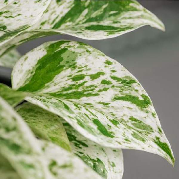 pothos-marble-queen-pothos-1707920590.jpg