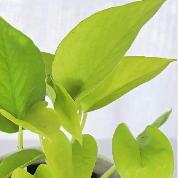 Pothos Neon