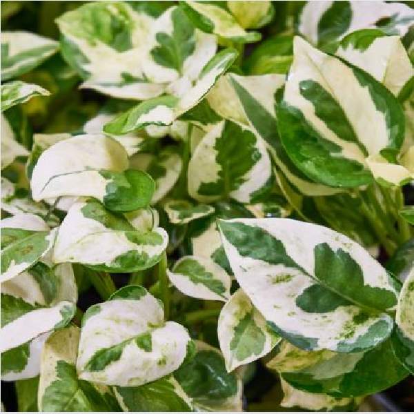 Pothos Njoy Regular