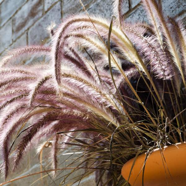 PURPLE FOUNTAIN GRASS