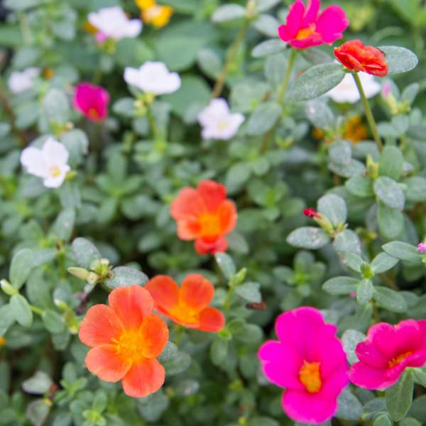 PORTULACA ALL MIXED UP