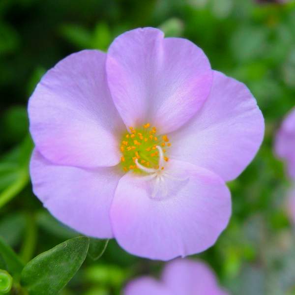 Portulaca Bright Pink