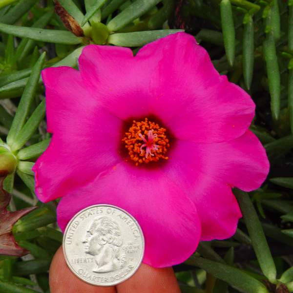 Purslane Samba Hot Rose