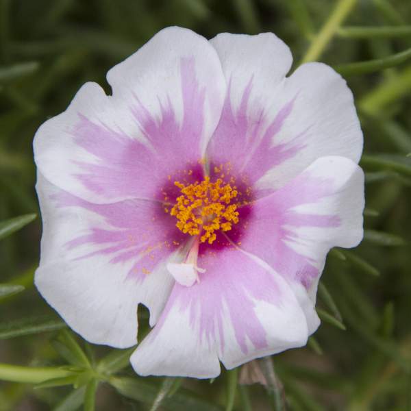 Purslane Samba Pink Bicolor