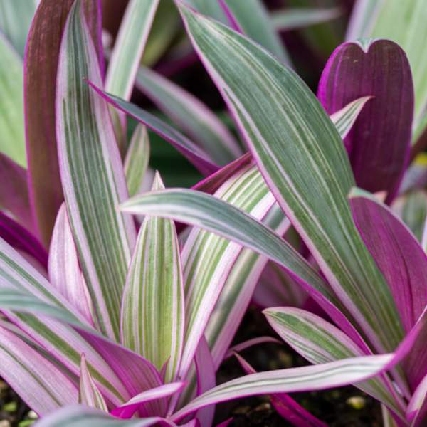 rhoeo-discolor-tricolor-foliage.jpg