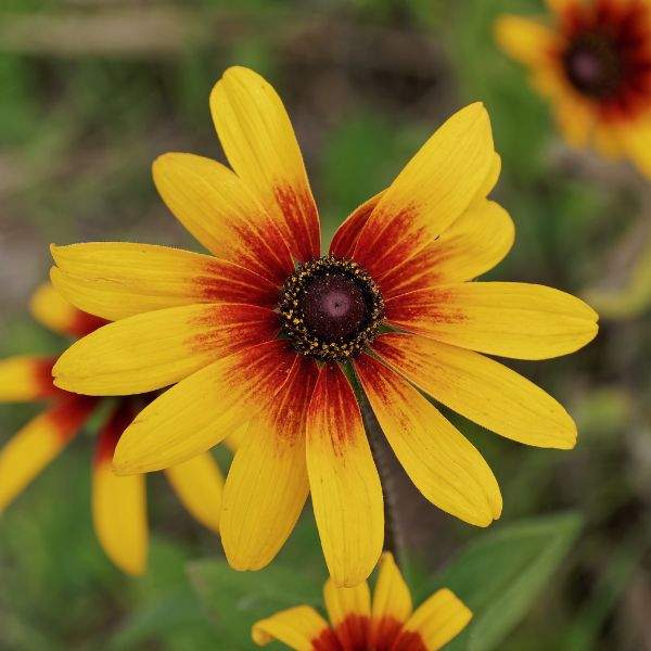 Rudbeckia