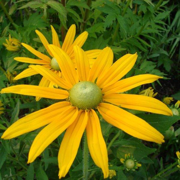 RUDBECKIA GREEN LADY