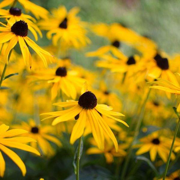 Wholesale Rudbeckia Cut Flower Liners