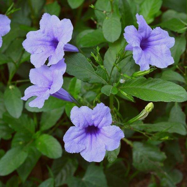 Ruellia