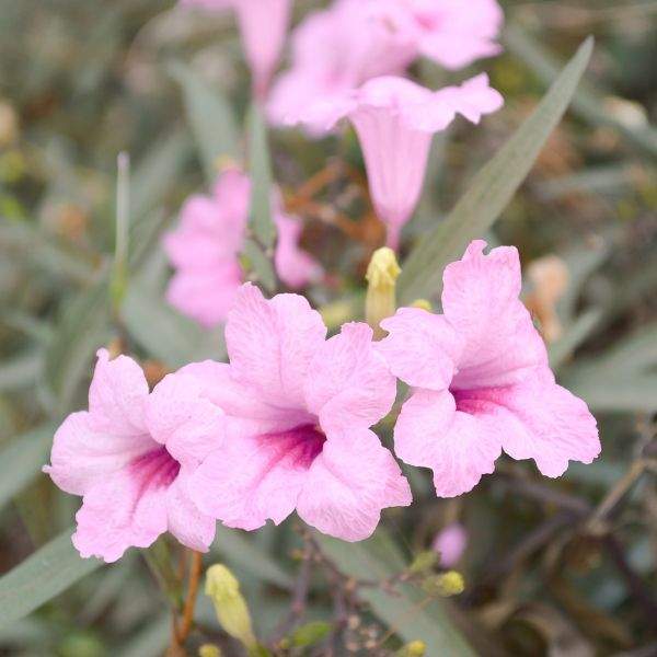 ruellia-brittoniana-compacta-pink-ruellia-1660320195.jpg