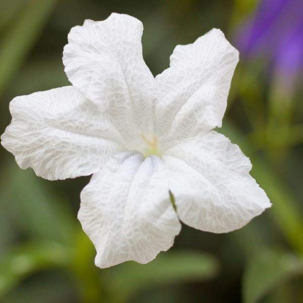 ruellia-brittoniana-compacta-white-ruellia-1660320199.jpg
