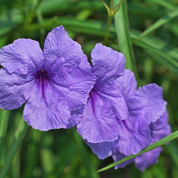 ruellia-brittoniana-purple-showers-ruellia-1660320204.jpg
