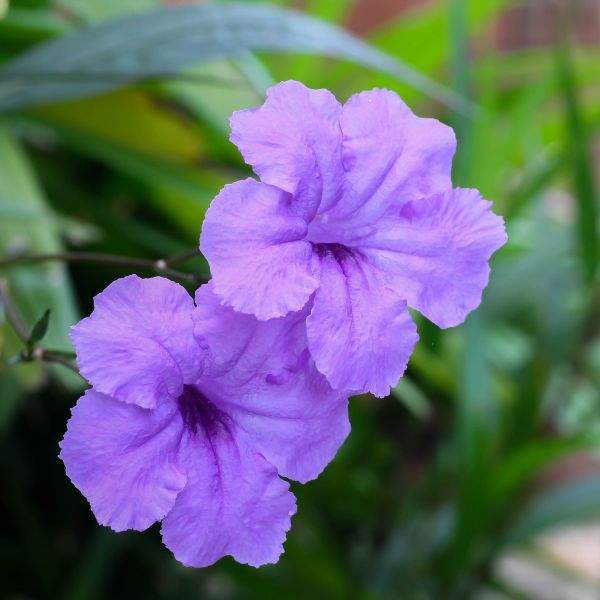 ruellia-hybrid-mayan-purple--ruellia-1660320230.jpg