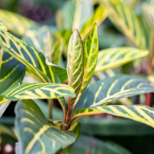 sanchezia-nobilis-ellen-foliage.jpg