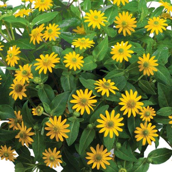 sanvitalia-talya-great-yellow-sanvitalia-1660320555.jpg