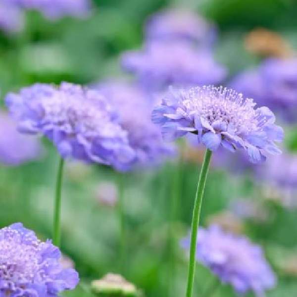 Scabiosa
