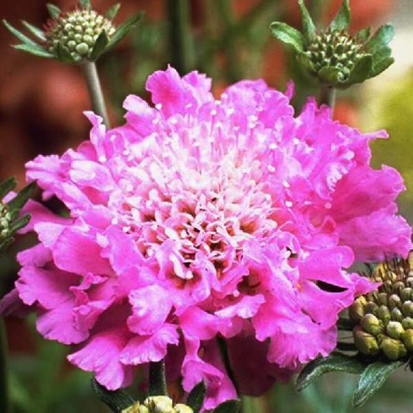 SCABIOSA PINK MIST