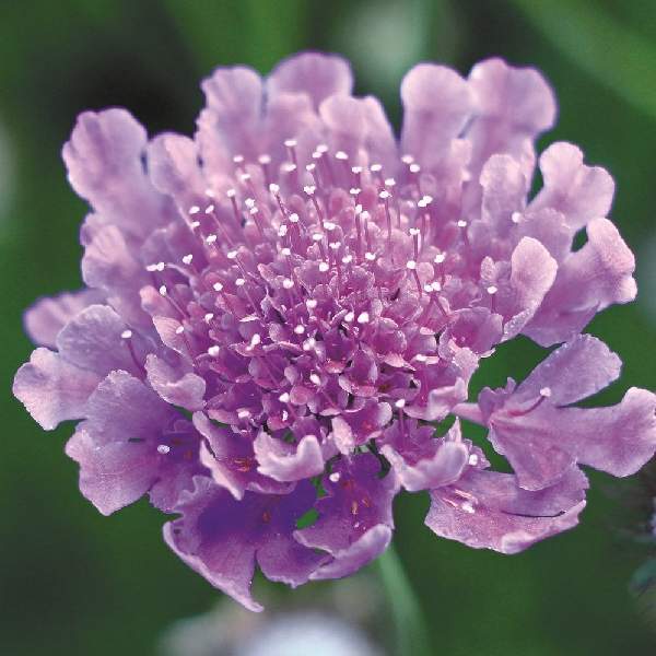 SCABIOSA VIVID VIOLET