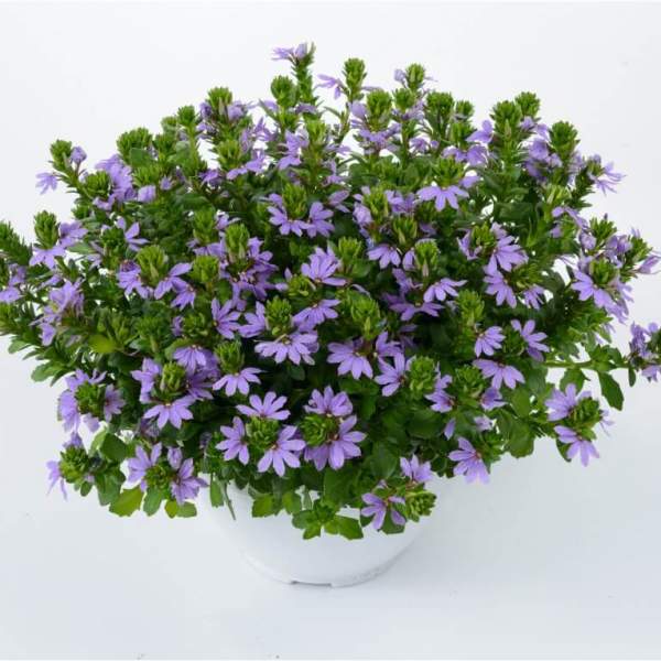 SCAEVOLA BLUE TOUCH