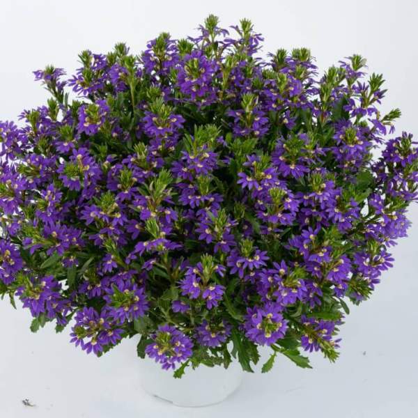 scaevola-purple-haze.jpg