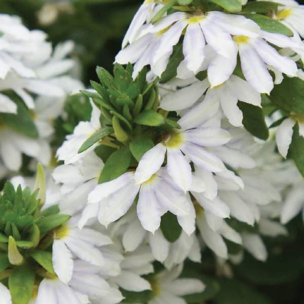 scaevola-surdiva-white-scaevola-1731707248.jpg