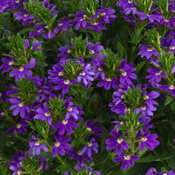 SCAEVOLA TOUCH INDIGO