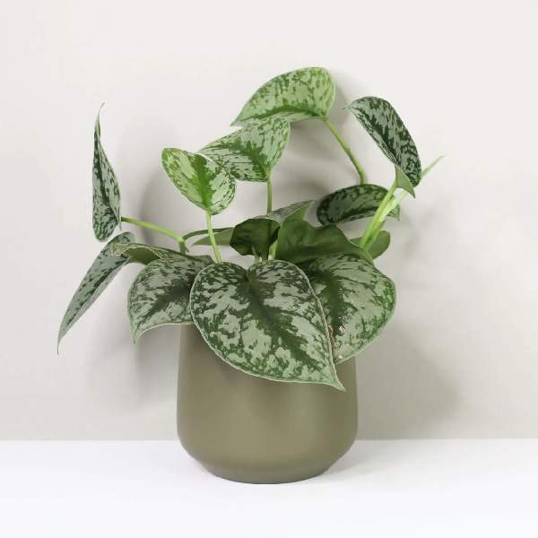 Scindapsus pictus Exotica