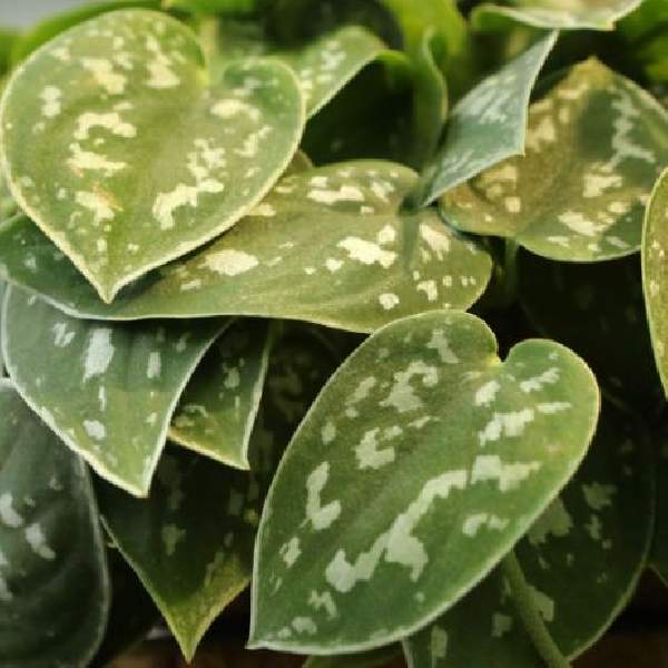 Scindapsus Silver Philo