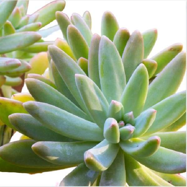 SEDUM CARNICOLOR