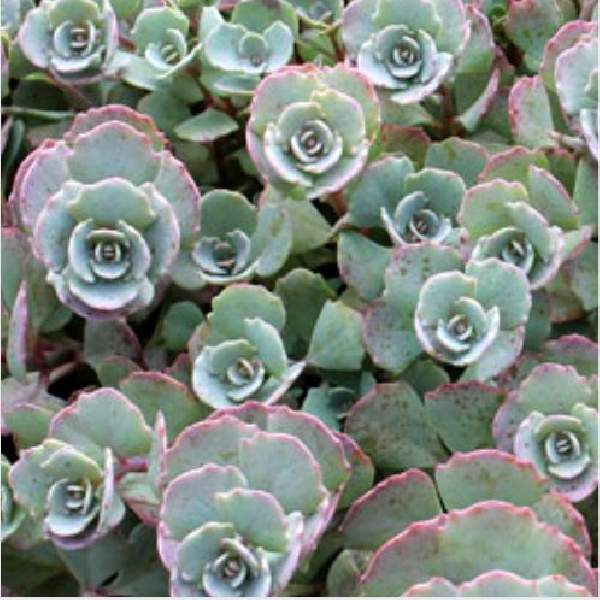 SEDUM CAUTICOLA LIDAKENSE