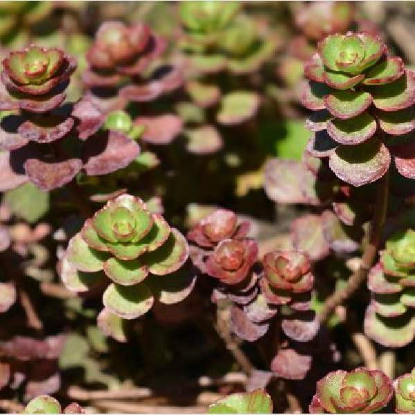 SEDUM DRAGONS BLOOD