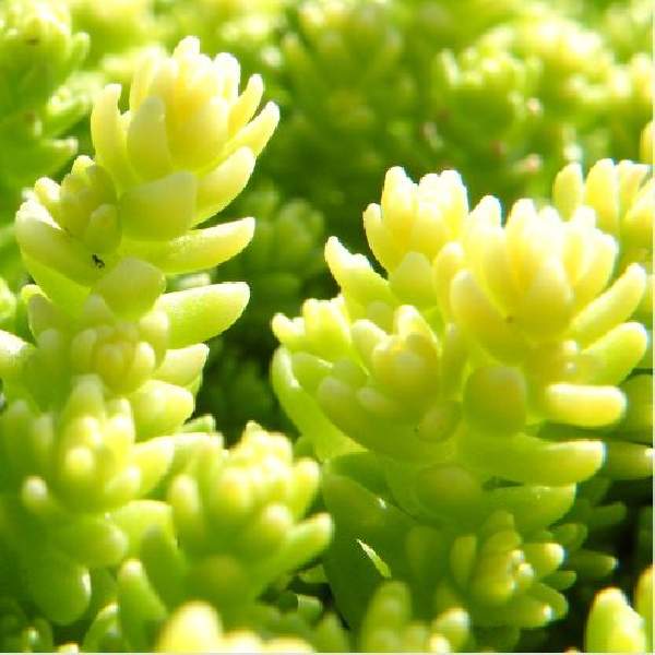 SEDUM FINE LEAF GOLD