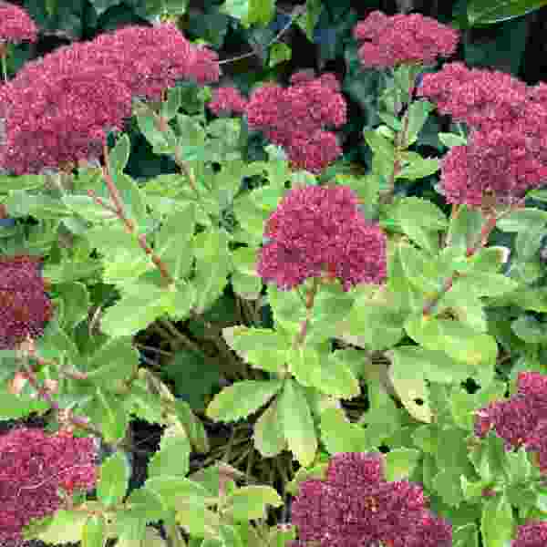 Sedum Jaws