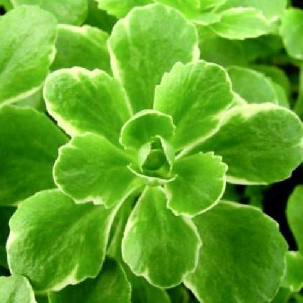SEDUM KAMTSCHATICUM VARIEGATUM