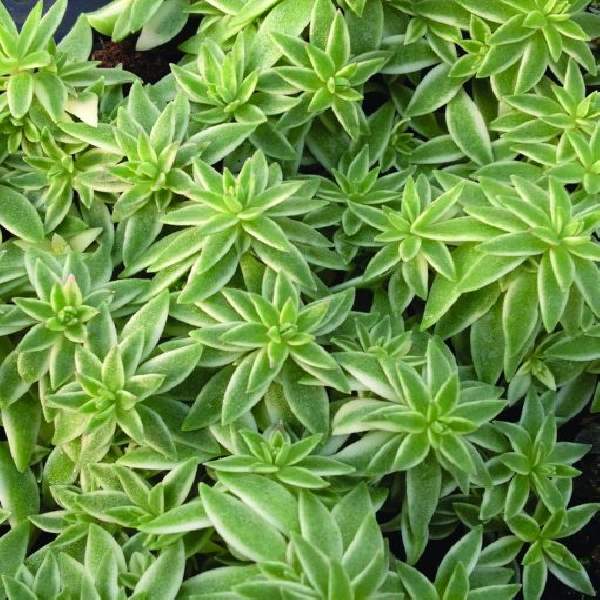 SEDUM LINEARE SEA URCHIN