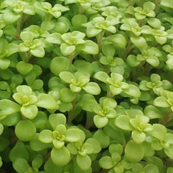 SEDUM MAKINOI OGON