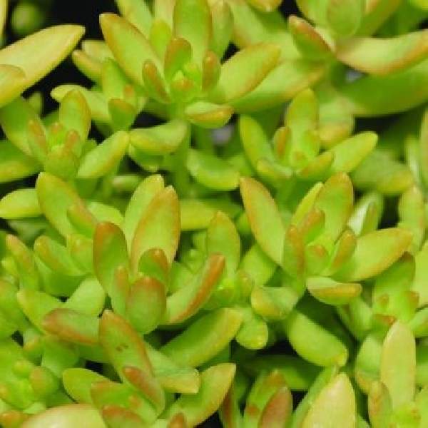 SEDUM NUSSBAUMERIANUM