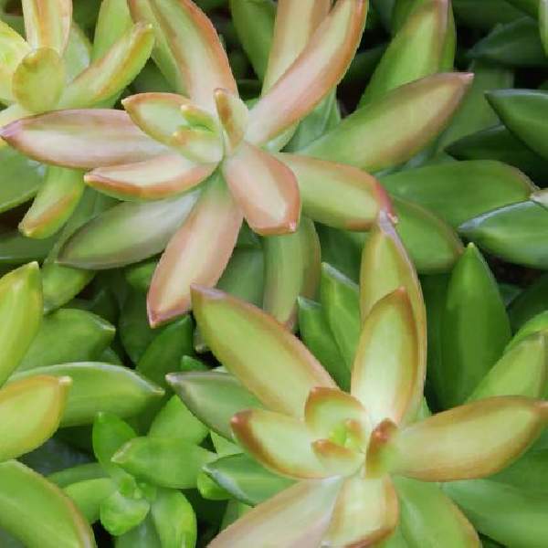 SEDUM NUSSBAUMERIANUM VARIEGATED