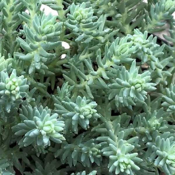 SEDUM REFLEXUM BLUE SPRUCE