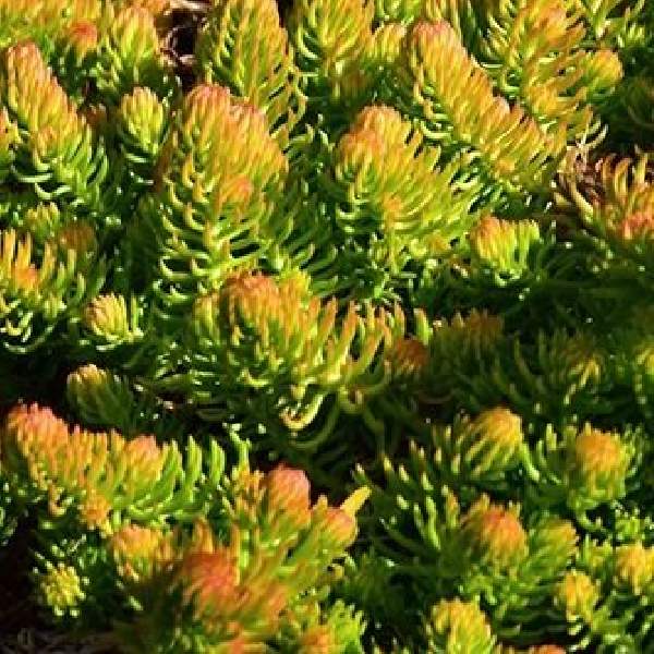 SEDUM RUPESTRE ANGELINA