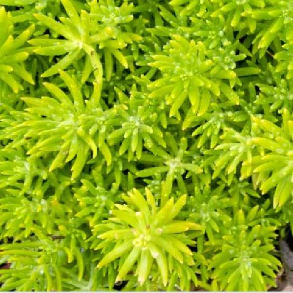 SEDUM RUPESTRE LEMON BALL