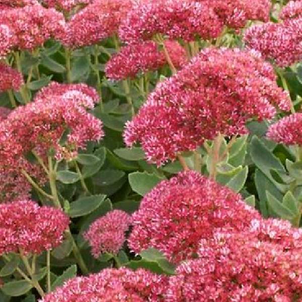 SEDUM SPECTABILE AUTUMN FIRE