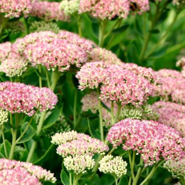 SEDUM SPECTABILE AUTUMN JOY