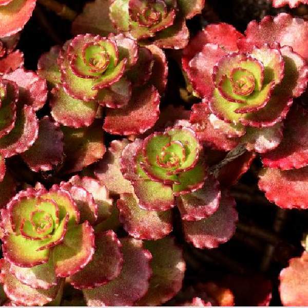 SEDUM SPURIUM FULDAGLUT